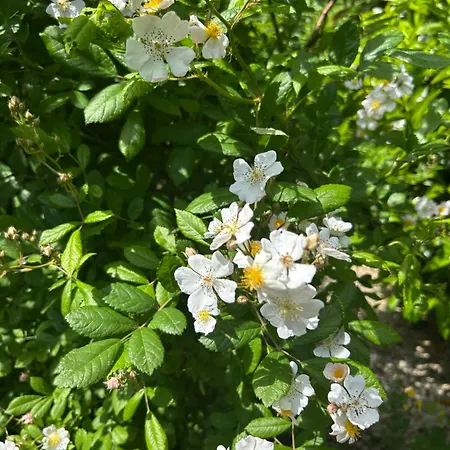 Balicheri Alojamento de Acomodação e Pequeno-almoço 3*