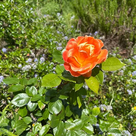 Balicheri Alojamento de Acomodação e Pequeno-almoço 3*