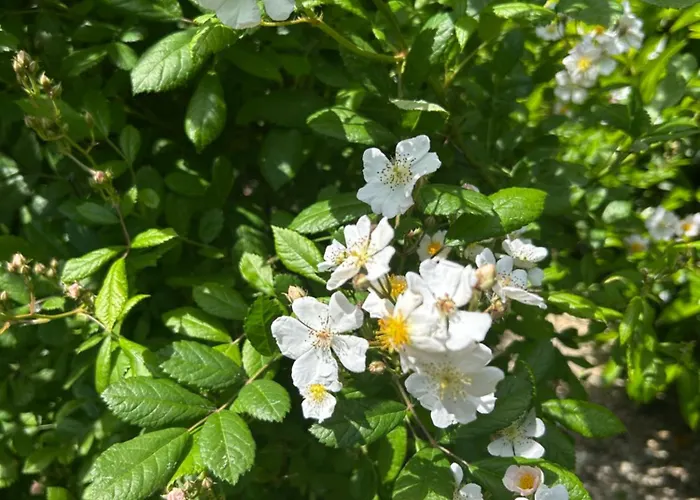 Balicheri 住宿加早餐酒店 3*